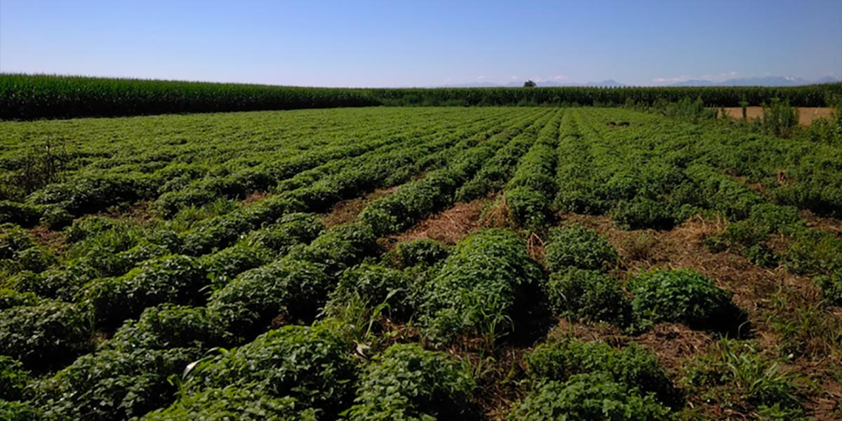 Macfrut, in Piemonte incontro sulle piante officinali